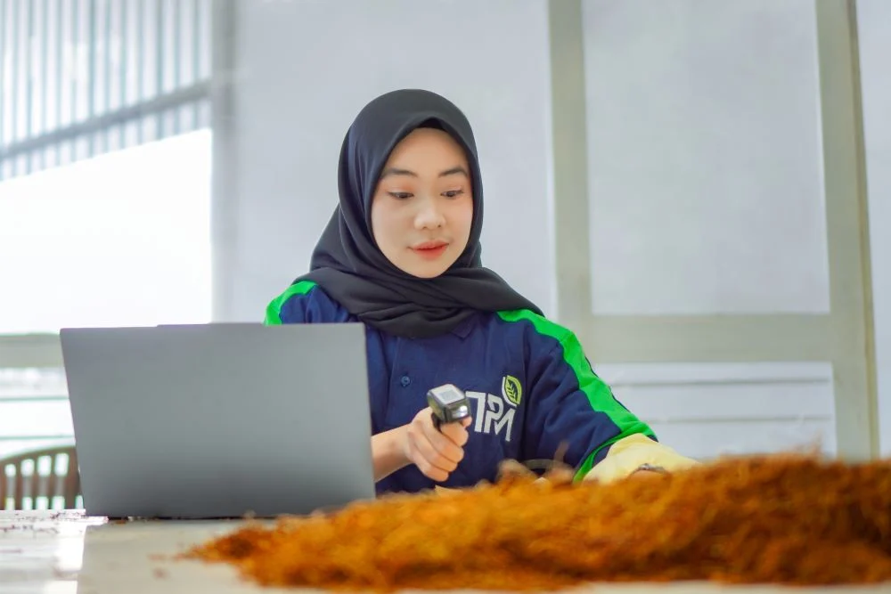 Proses seleksi daun tembakau untuk memastikan kualitas bahan baku terbaik