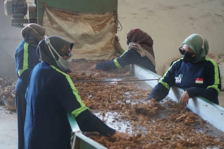 Supplier Tembakau Madura - Fasilitas Produksi CV Terra Perkasa Mahardhika