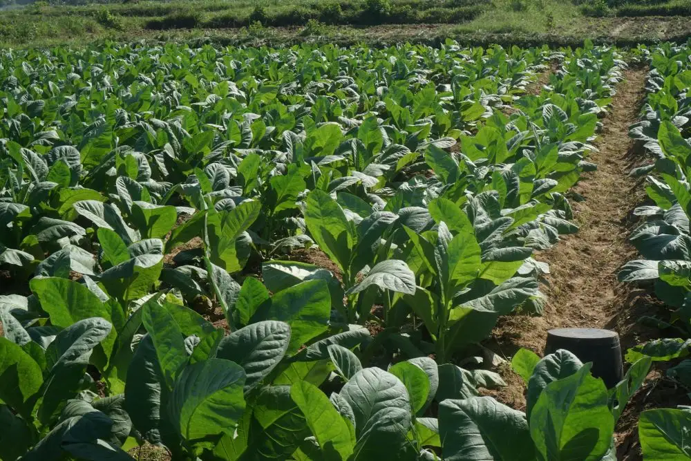 Bahan baku tembakau rajangan dan tembakau krosok